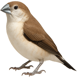 Indian Silverbill